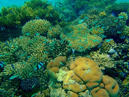 Koraly