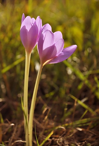 Colchicum autumnale L.