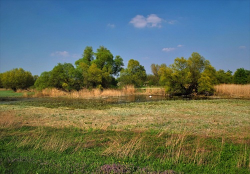 Jarná zeleň