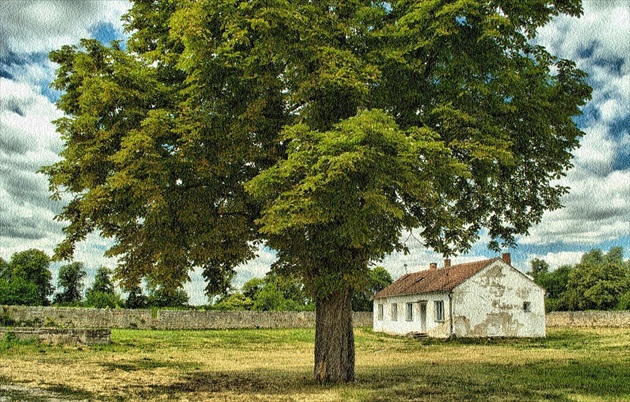 Zasaď strom postav dom