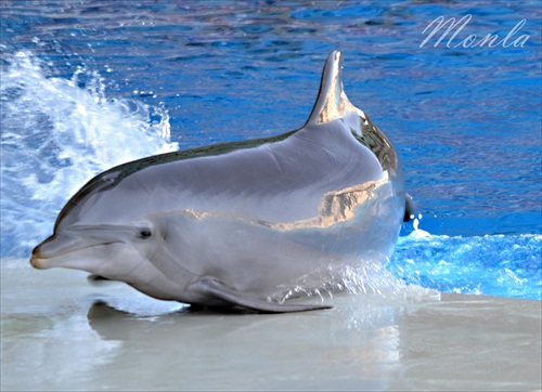 Dolphin my love