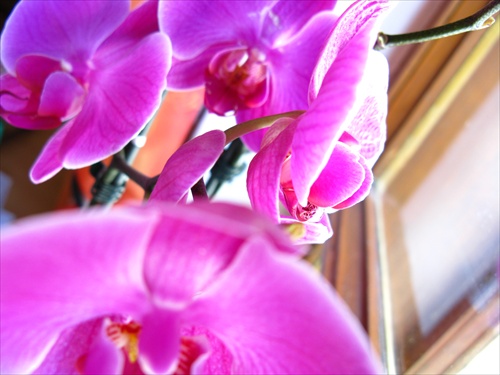 moja orchidea