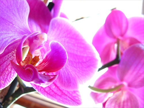 moja orchidea 2