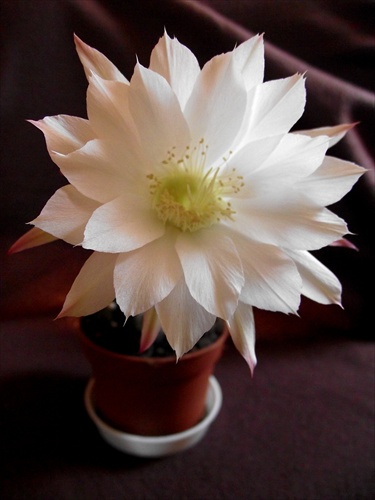 Kvet väčší ako kaktus