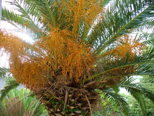 palma v kvete