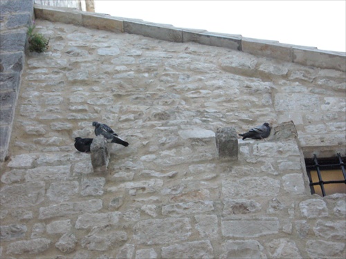 holubi na stene