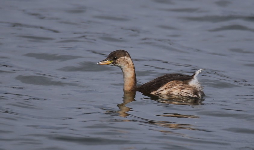 Potápka malá (Tachybaptus ruficollis)