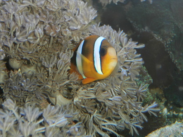 Hľadá sa Nemo!