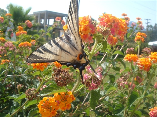 Motýl na Korfu