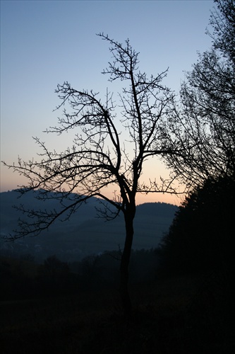 Strom pri západe slnka