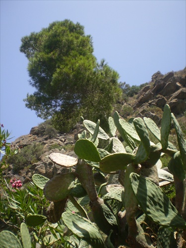Kaktusy na ostrove Ischia