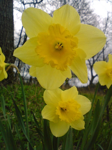Narcis v kvete