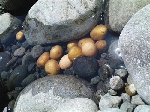 Varenie vajec a zemiakov v mori na ostrove Ischia