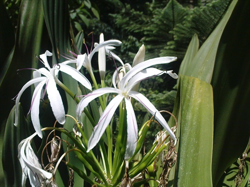 Biely kvet z ostrovu Ischia