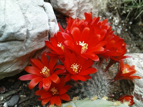 Červený kvet kaktusu