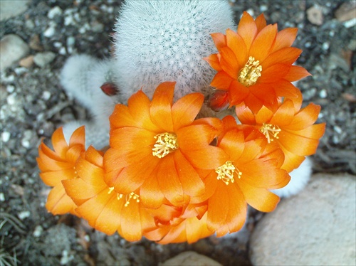 Môj oranžovo kvitnúci kaktus