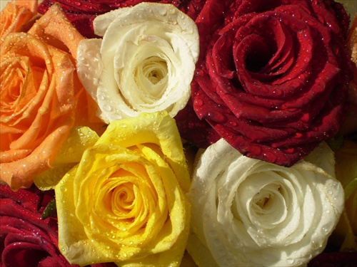 Ruže vo farbách