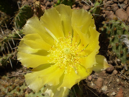 Kvet kaktusu
