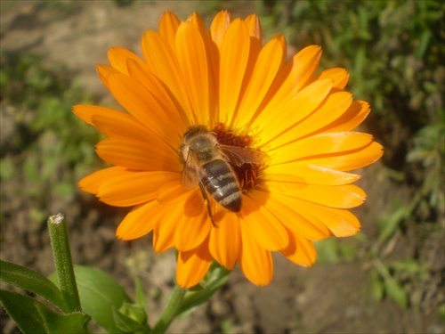 Včielka v oranžovom šate