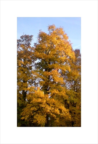 Jeseň, pani bohatá, farbí stromy dozlata