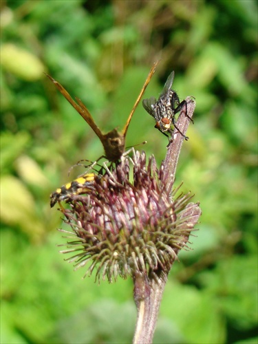 Motýľ a mucha