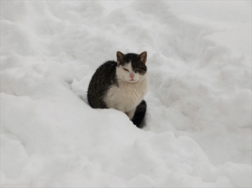 Myjavská zima - mačka pred kostolom