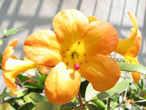 Kvet 5