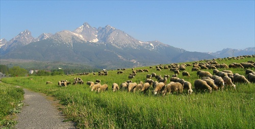 Ovce a Lomnický štít.