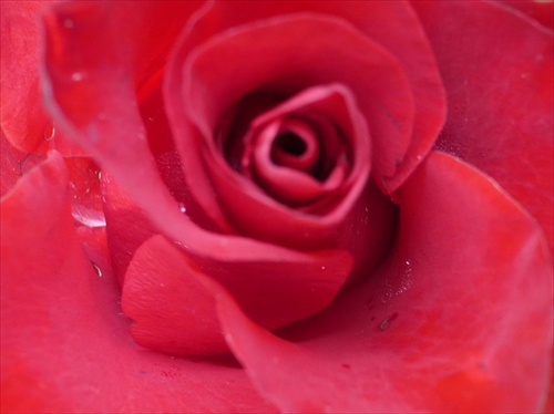 Ruža-kráľovná kvetov