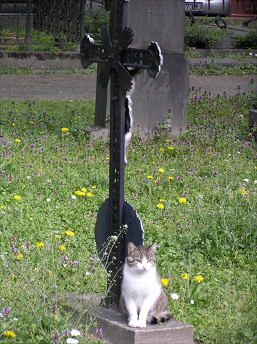 Mačka a kríž...