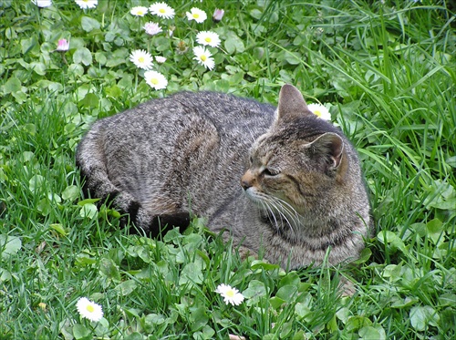 Mačka v tráve