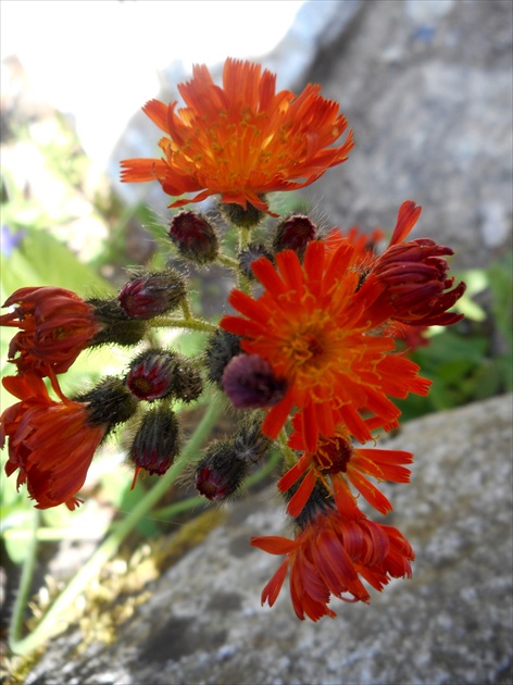 Tatranská Lomnica- botanická záhrada 2