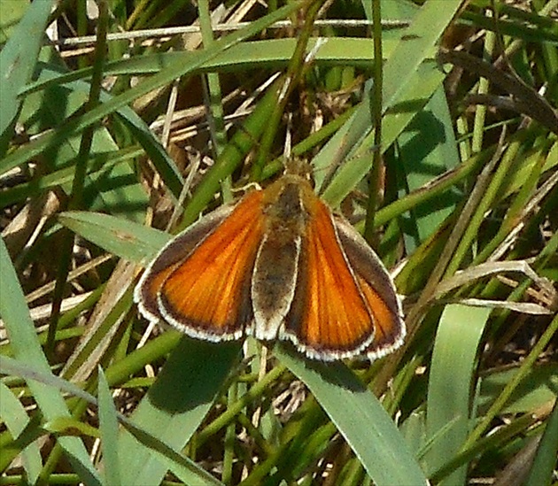 motýľ  1.