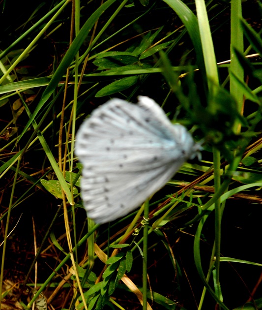 motýľ 2.