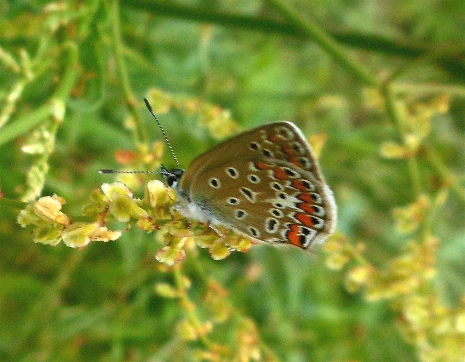 motýľ na žltom kvete