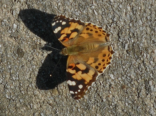 motýl a jeho tieň
