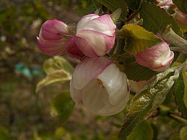 kvet jabloňa