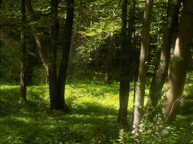 tajomný les