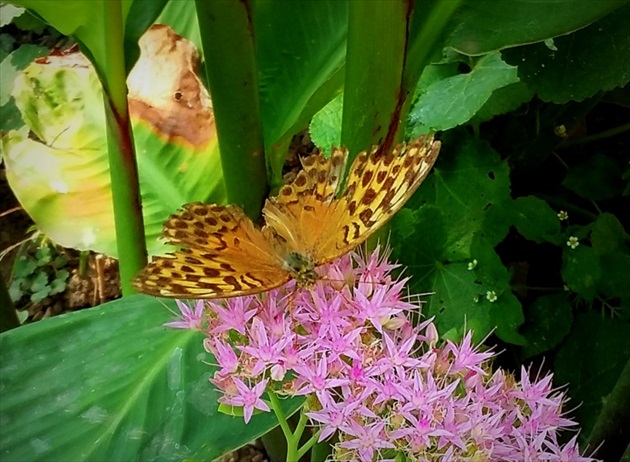 motýľova záhrada