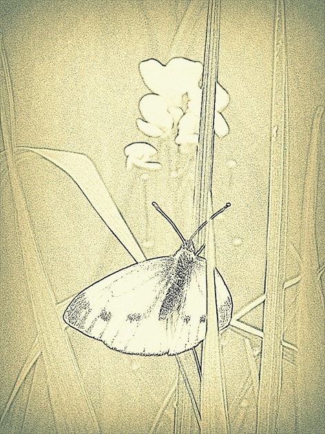motýľ inak