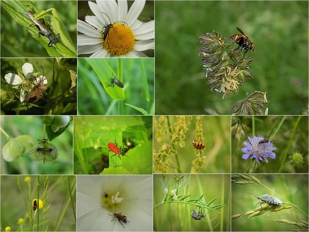 svet chrobákov
