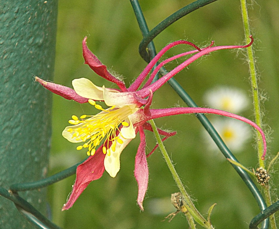 zaujímavý kvet