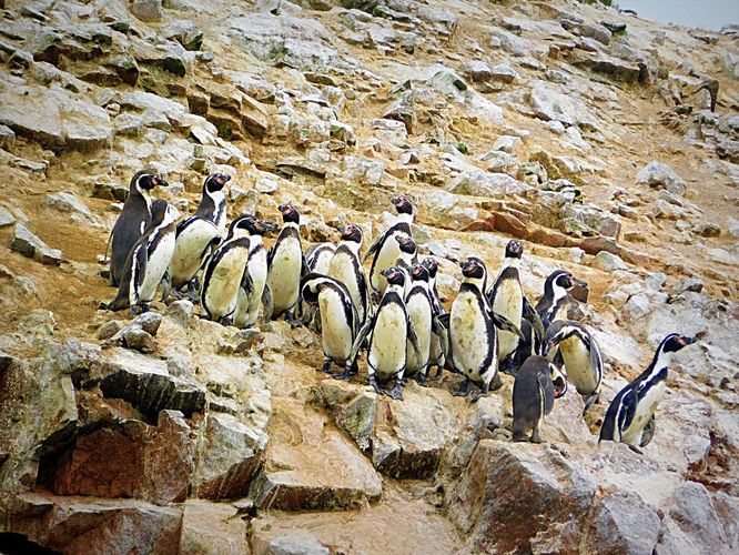 Tichomorské tučniaky