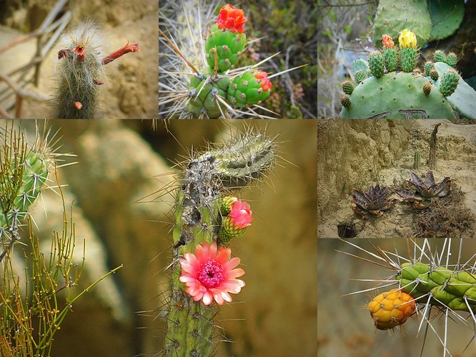 kaktusy z Mesačného údolia,Bolívia