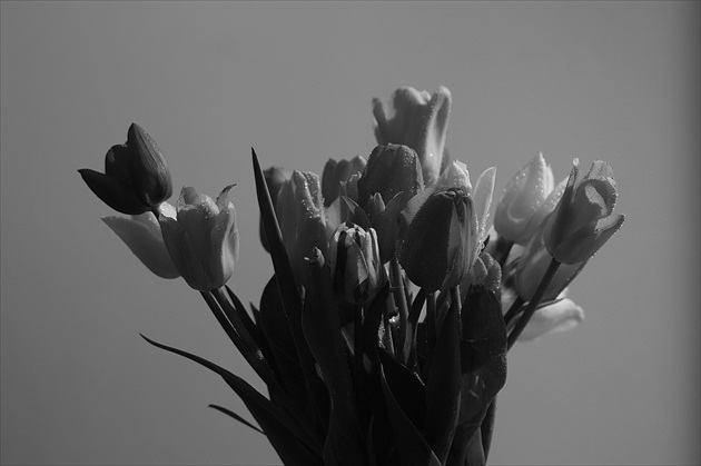 Tulips II.