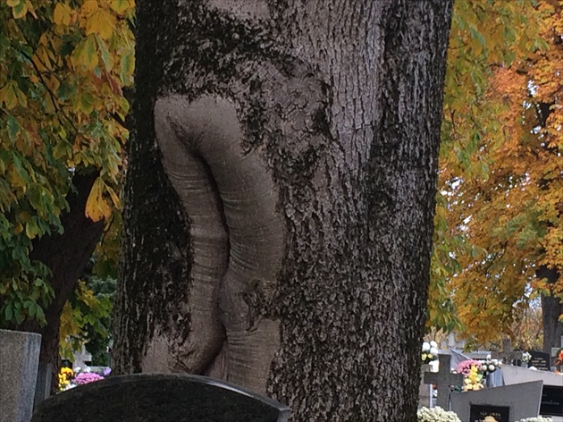 Strom na cintoríne. Niekto sa dá pochovať a niekto zas zarásť.
