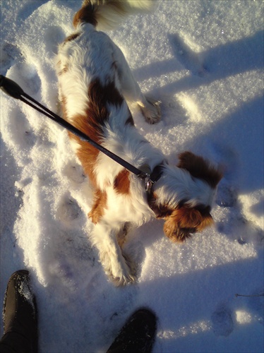 Moj psík Buddy cez zimu