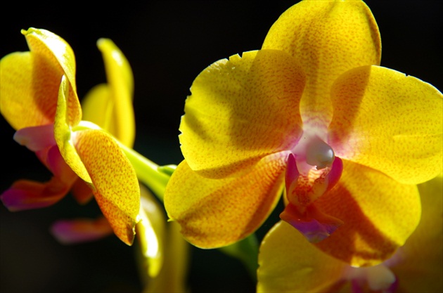 Slnečná orchidea