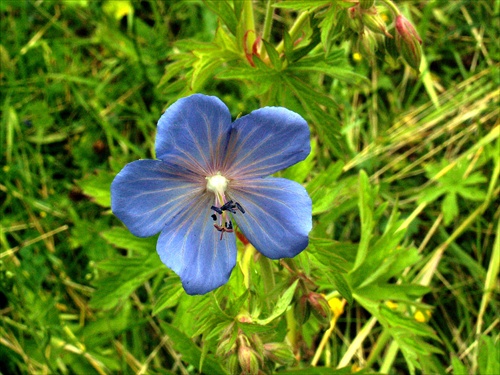 Letný kvet