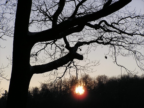 Slnko zavesené na strome